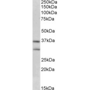 abx432686