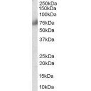abx432689
