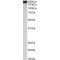 Filamin A (FLNA) Antibody