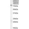 Fragile X Mental Retardation 1 (FMR1) Antibody