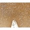 Ferritin, Heavy Polypeptide 1 (FTH1) Antibody
