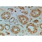 Frizzled Homolog 4 (FZD4) Antibody
