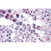 abx432721 (5 µg/ml staining of paraffin embedded Human Testis. Steamed antigen retrieval with citrate buffer pH 6, AP-staining.