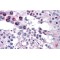 Frizzled Homolog 9 (FZD9) Antibody