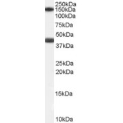 abx432729 (0.1 µg/ml) staining of Human Heart lysate (35 µg protein in RIPA buffer). Primary incubation was 1 hour. Detected by chemiluminescence.