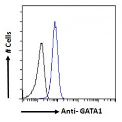 GATA Binding Protein 1 (GATA1) Antibody