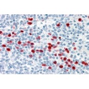 abx432735 (3.8 µg/ml staining of paraffin embedded Human Spleen. Steamed antigen retrieval with citrate buffer pH 6, AP-staining.