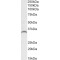 Growth Differentiation Factor 15 (GDF15) Antibody