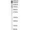 GEF5 Antibody