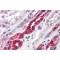 ADP-Ribosylation Factor-Binding Protein GGA3 (GGA3) Antibody