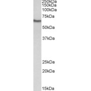 abx432744 (0.3 µg/ml) staining of Human Kidney lysate (35 µg protein in RIPA buffer). Primary incubation was 1 hour. Detected by chemiluminescence.