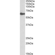 abx432745 (0.1 µg/ml) staining of Human Kidney lysate (35 µg protein in RIPA buffer). Primary incubation was 1 hour. Detected by chemiluminescence.