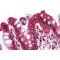 Ghrelin preproprotein Antibody