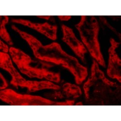 Glutathione Peroxidase 1 (Isoform1) Antibody