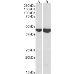Aspartate Aminotransferase, Mitochondrial (GOT2) Antibody