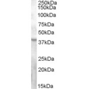 abx432763