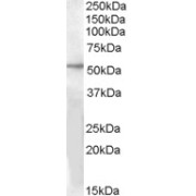 abx432765 (1 µg/ml) staining of Human Liver lysate (35 µg protein in RIPA buffer) with (B) and without (A) blocking with the immunising peptide. Primary incubation was 1 hour. Detected by chemiluminescence.