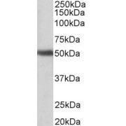 abx432768 (1 µg/ml) staining of Human Cerebellum lysate (35 µg protein in RIPA buffer). Primary incubation was 1 hour. Detected by chemiluminescence.