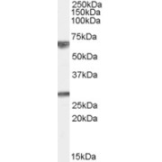 abx432771 (0.01 µg/ml) staining of Human Brain (Cerebellum) lysate (35 µg protein in RIPA buffer). Primary incubation was 1 hour. Detected by chemiluminescence.