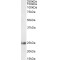 Glutathione S Transferase Alpha 4 (GSTA4) Antibody
