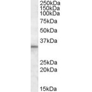 abx432786 (1 µg/ml) staining of Human Testis lysate (35 µg protein in RIPA buffer). Primary incubation was 1 hour. Detected by chemiluminescence.