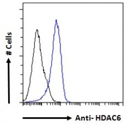 Histone Deacetylase 6 (HDAC6) Antibody