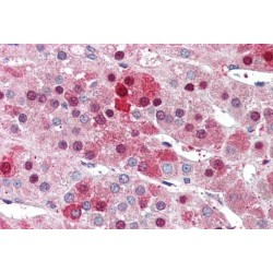 Highly Expressed In Cancer Protein (HEC1) Antibody