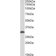 abx432791 (0.3 µg/ml) staining of Human Liver lysate (35 µg protein in RIPA buffer). Primary incubation was 1 hour. Detected by chemiluminescence.