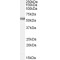 Histamine Receptor H1 (HRH1) Antibody