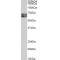 histidine Decarboxylase (HDC) Antibody