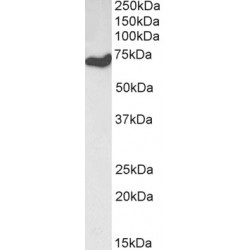 Histone Deacetylase 1 (HDAC1) Antibody