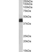 abx432801 (0.1 µg/ml) staining of Jurkat lysate (35 µg protein in RIPA buffer). Detected by chemiluminescence.
