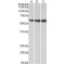 Hydroxymethylglutaryl-CoA Synthase, Cytoplasmic (HMGCS1) Antibody