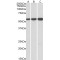 Hydroxymethylglutaryl-CoA Synthase, Cytoplasmic (HMGCS1) Antibody