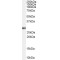 Homeobox B13 (HOXB13) Antibody