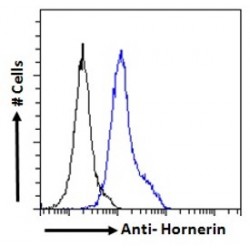 Hornerin Antibody