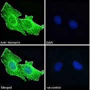 Immunofluorescence analysis of paraformaldehyde fixed U251 cells, permeabilized with 0.15% Triton. Primary incubation 1hr (10 µg/ml) followed by Alexa Fluor 488 secondary antibody (2 µg/ml), showing cytoplasmic and plasma membrane staining. The nuclear stain is DAPI (blue). Negative control: Unimmunized goat IgG (10 µg/ml) followed by Alexa Fluor 488 secondary antibody (2 µg/ml).