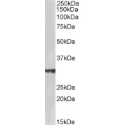 abx432823 (2 µg/ml) staining of Human Testis lysate (35 µg protein in RIPA buffer). Primary incubation was 1 hour. Detected by chemiluminescence.