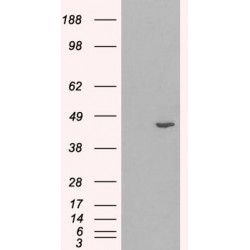 3 Beta-Hydroxysteroid Dehydrogenase/Delta 5-->4-Isomerase Type 1 (HSD3B1) Antibody