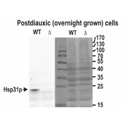 Western blot analysis of yeast lysate (wt) and the KO (delta) in th eleft panel and the Ponceau stain in the right panel (35 µg protein in RIPA buffer) using Hsp31p antibody (0.05 µg/ml). Data obtained by Dr. M. Skoneczny, IBB, Warsaw, Poland.