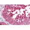HSPA4L Antibody