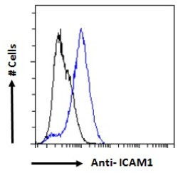 Intercellular Adhesion Molecule 1 (ICAM1) Antibody