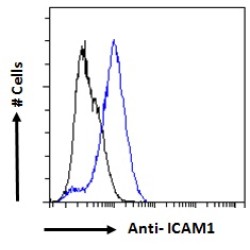 Intercellular Adhesion Molecule 1 (ICAM1) Antibody