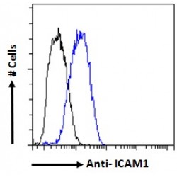 Intercellular Adhesion Molecule 1 (ICAM1) Antibody