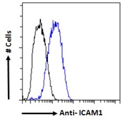 Intercellular Adhesion Molecule 1 (ICAM1) Antibody