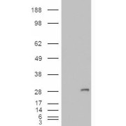 HEK293 overexpressing IGFBP6 and probed with abx432848 (mock transfection in first lane).