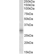 abx432849 (1 µg/ml) staining of Mouse Kidney lysate (35 µg protein in RIPA buffer). Detected by chemiluminescence.