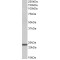 Interleukin 15 (IL-15) Antibody