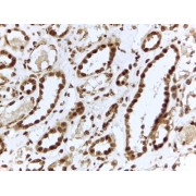 abx432864 (2 µg/ml staining of paraffin embedded Human Kidney. Steamed antigen retrieval with citrate buffer pH 6, HRP-staining.