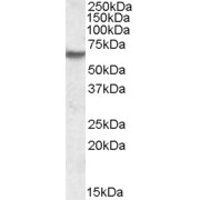 abx432866 (1 µg/ml) staining of Human Skeletal Muscle lysate (35 µg protein in RIPA buffer). Primary incubation was 1 hour. Detected by chemiluminescence.